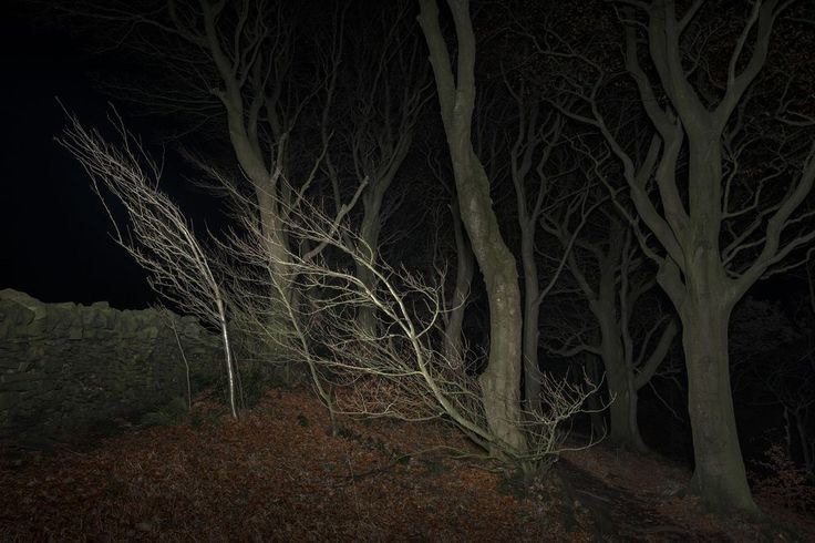 Create meme: dark photos, the landscape is dark, night forest 