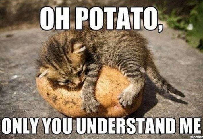 Create meme: cat potatoes, potato cat, cat 