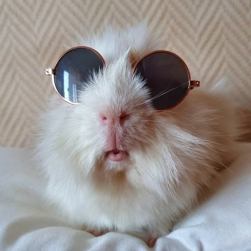 Create meme: rabbit glasses, cool rabbit