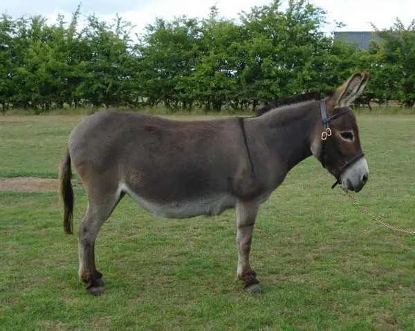 Create meme: The grey donkey, The donkey is small, mini donkey