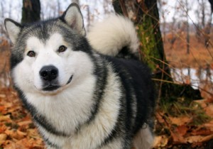 Create meme: Malamute breed, Malamute, Alaskan Malamute