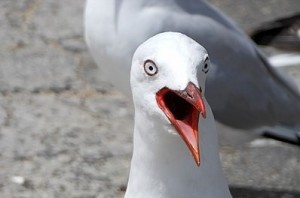 Create meme: meme Seagull new hand touched the sign, seagull, gull