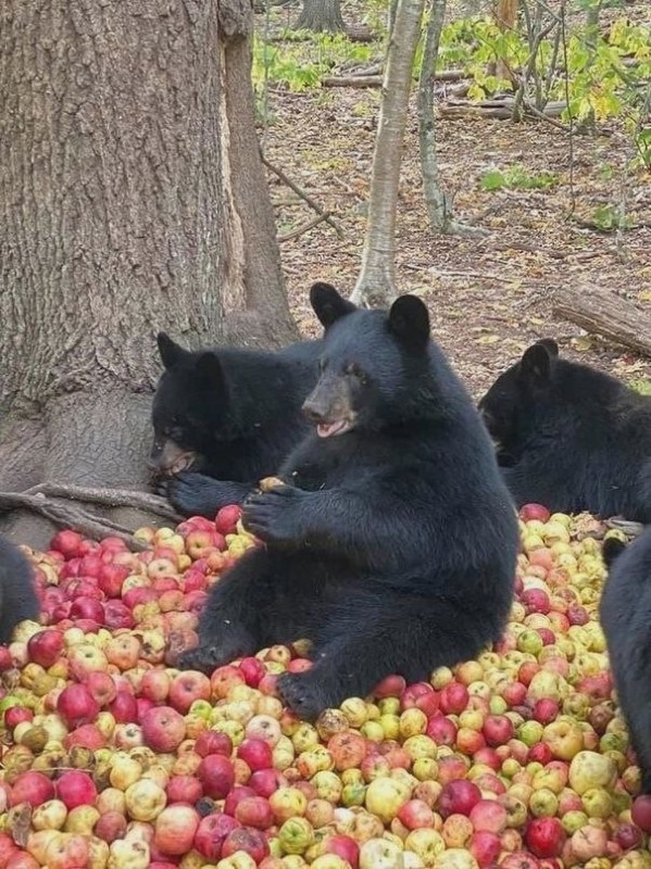 Create meme: black bears, asian black bear, bear with an apple