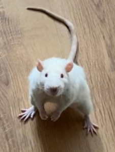 Create meme: rats white decorative, sprague dawley rats, rat