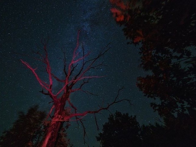 Create meme: the tree at night , starry sky trees, starry sky in the forest