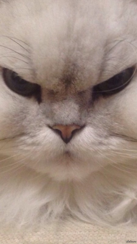 Create meme: Persian cat , sad cat , the evil white cat