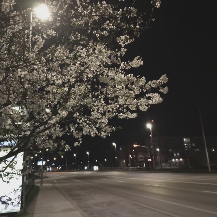 Create meme: Seoul Sakura, cherry blossom, night sakura