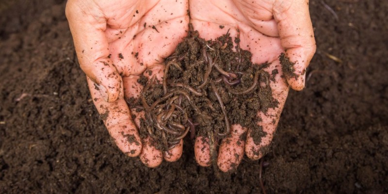 Create meme: vermicompost worms, vermicompost and California worms, worms in the garden soil