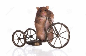 Create meme: rat, hamster, hamster on bike