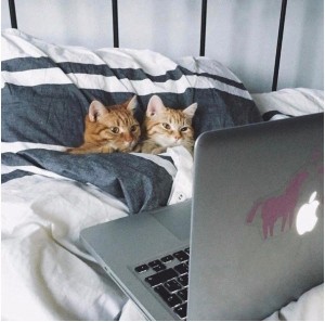 Создать мем: милые котики, котейка, кот в кровати