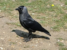 Создать мем: галка (corvus monedula), coloeus monedula, coloeus monedula грач