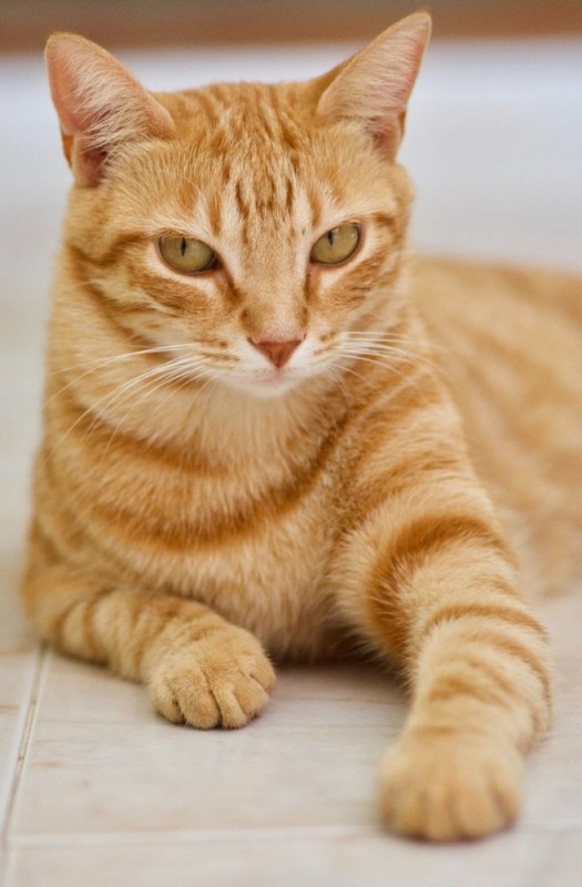 Create meme: siberian smooth-haired ginger cat, Tabby is a redhead, red shorthair cat