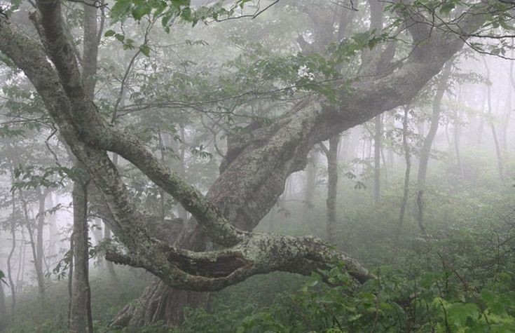 Create meme: nature fog, tree nature, old tree