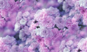 Create meme: Flowers, background floral, peonies background