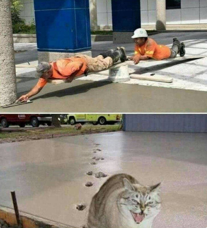 Create meme: a cat in concrete, construction jokes, funny pictures to tears with inscriptions