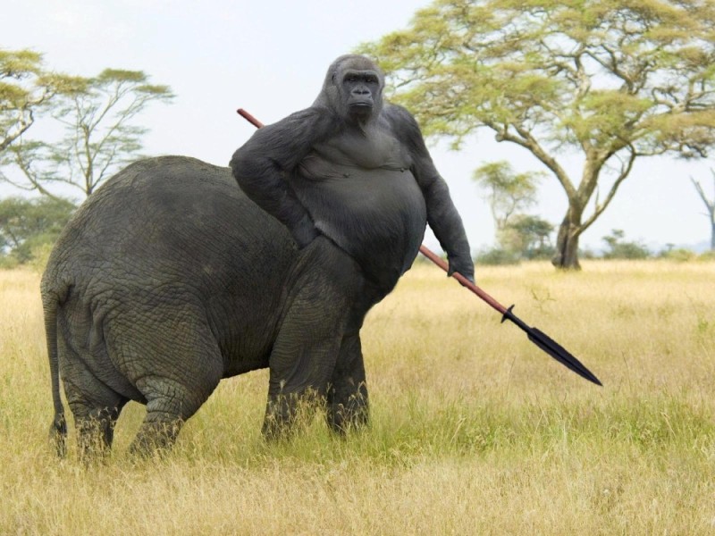 Create meme: african savanna elephant, The gorilla is fat, elephant and gorilla