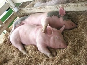 Create meme: breeding pigs, pig boar, pigs Duroc