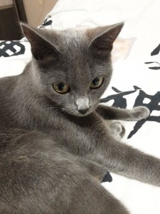 Create meme: the Russian blue cat, cat, kitty