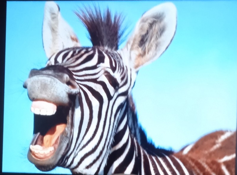 Создать мем: веселая зебра, зебра животное, животные зебра