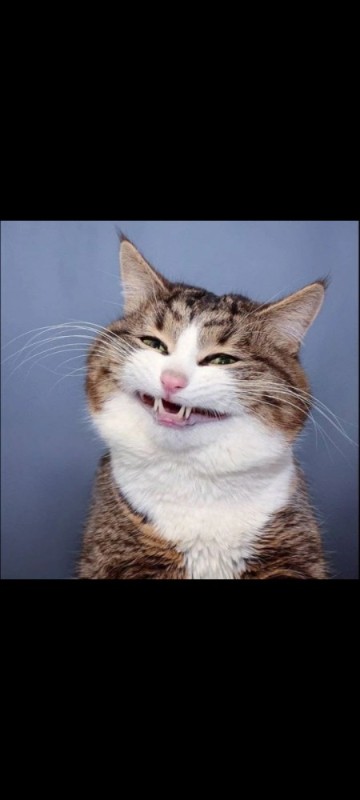 Create meme: cat in shock, happy cat , the cat with a smile