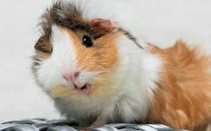 Create meme: Guinea pig and hamster, smart hamster, Guinea pig