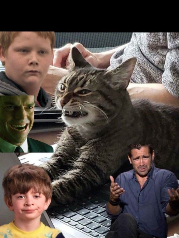 Создать мем: маленький котик потерялся, кошка, мальчик в пижаме