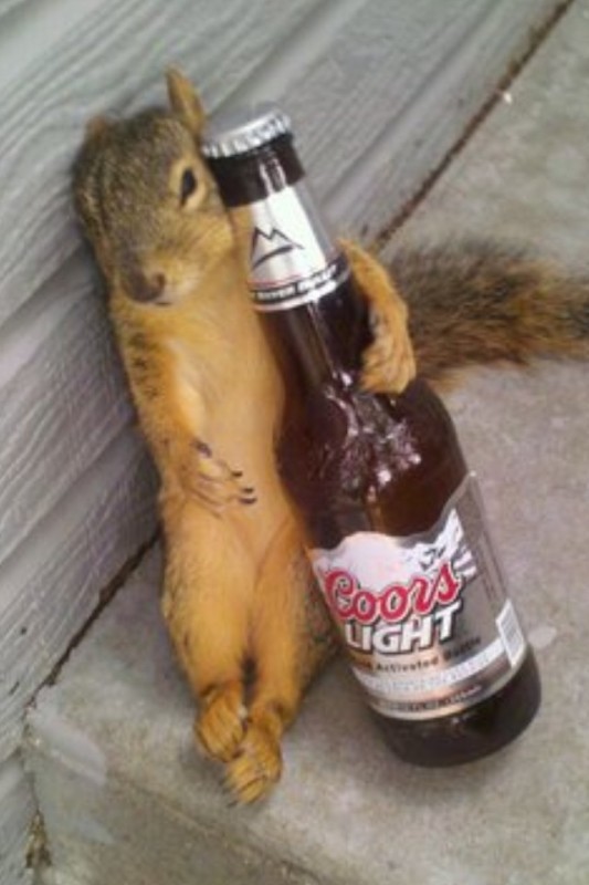 Create meme: a drunken squirrel, The squirrel is drunk, protein 