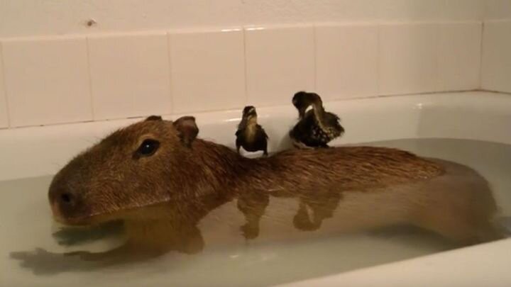 Create meme: the capybara , the capybara is small, a pet capybara