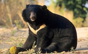 Создать мем: животное гималайский медведь, азиатский черный медведь, уссурийский белогрудый медведь