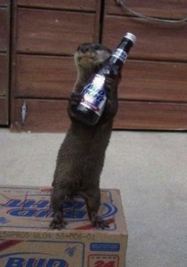 Create meme: funny animals, Bottle, otter's birthday