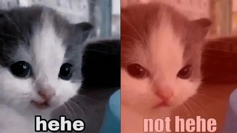 Create meme: cat , hehe mem cat, meme cat 