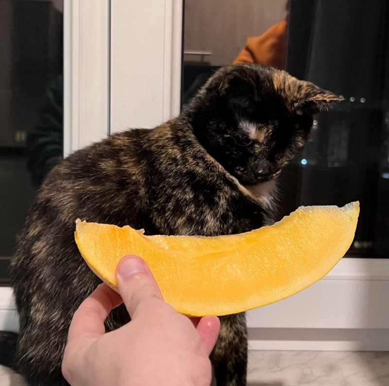 Create meme: cat is an animal, cat eats watermelon, cat 