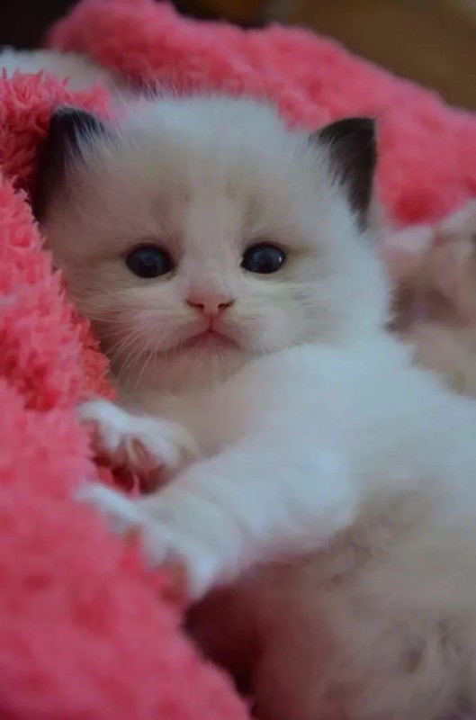 Create meme: cute kitties, cute kittens, cute little cats