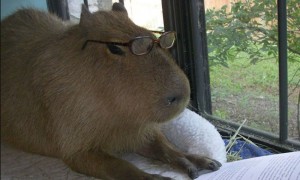 Create meme: rodent capybara, a pet capybara, capybaras