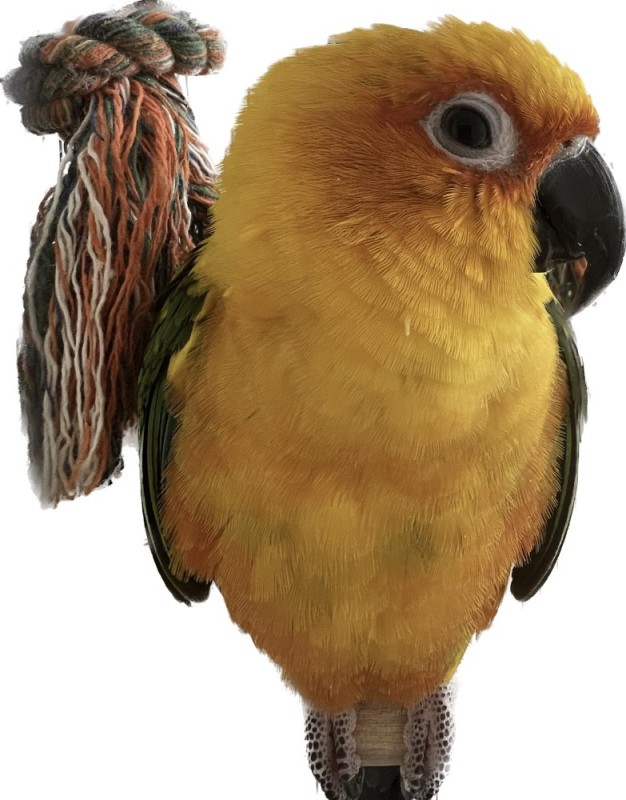 Создать мем: попугай красивый, попугай, попугай ара