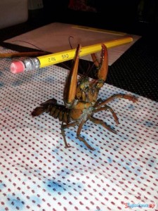 Create meme: crab, spider, lobster