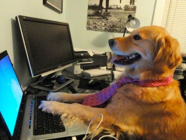 Create meme: dog, dog programmer, dog 