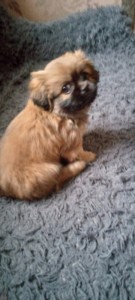 Dwarf pekingese hot sale