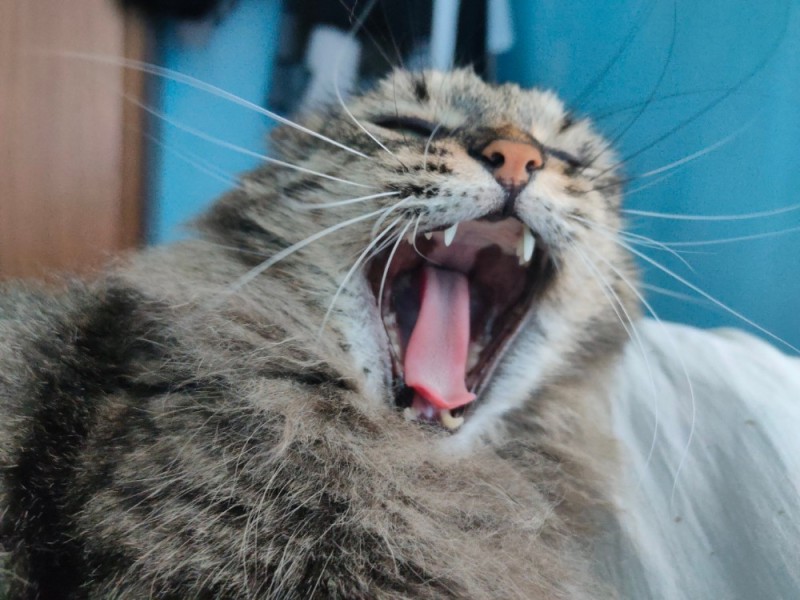 Create meme: the cat is happy, mad cat, yawning cat