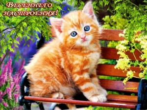 Create meme: red cat, red cat, red kittens