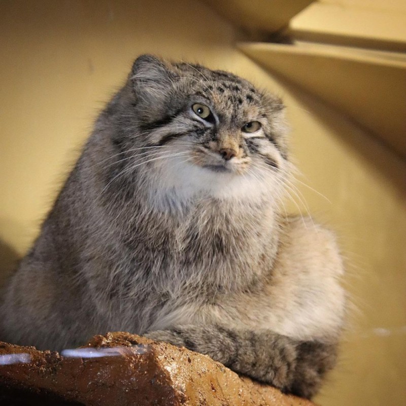 Create meme: manul , manul timofey, manul the cat