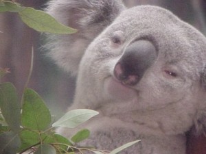 Создать мем: koala, коала и эвкалипт мем, коалы
