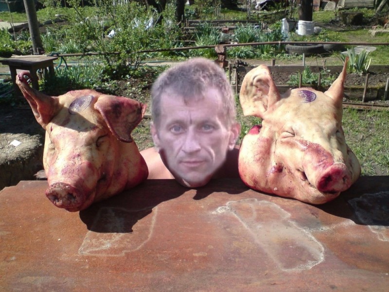 Создать мем: свиные головы, свинья, отрубленная голова свиньи