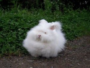 Create meme: Angora rabbit, angora down rabbit, fluffy Angora rabbit