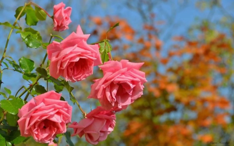 Create meme: beautiful roses , the roses in the garden, pink roses 