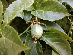 Create meme: variegata, passion flower fruit, passion fruit