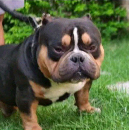 Create meme: American bully, Bully the bulldog, bully the dog