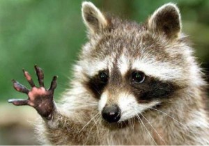 Create meme: memes with raccoons, raccoon funny, enotik