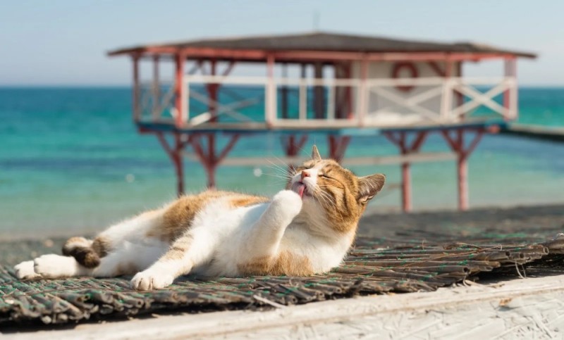 Create meme: a cat on vacation, cat on the beach, a cat on vacation