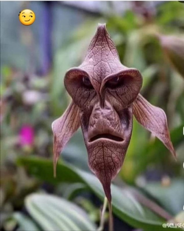 Create meme: orchid monkey Dracula, monkey orchid, Orchid monkey, monkey Dracula